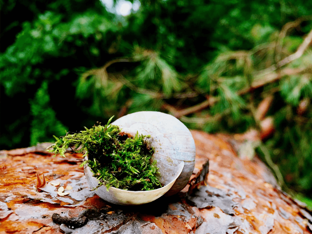 Discover the Purest Treasures of Nature with Sun Empire