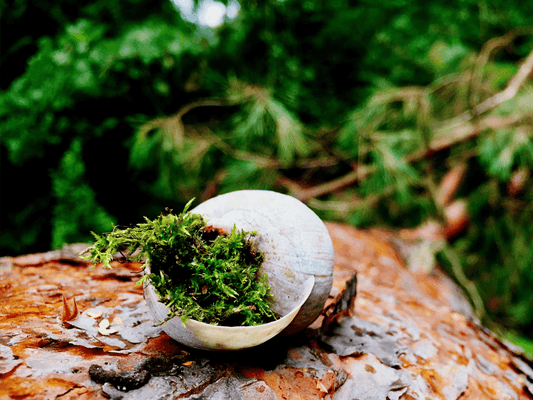 Discover the Purest Treasures of Nature with Sun Empire